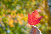 hand holding up a red leaf 
