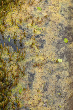 swampy slimy green pond water 
