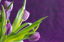 purple tulips on a purple background 