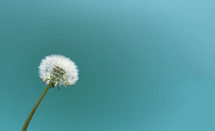dandelion with white seed head against a wide turquoise sky background