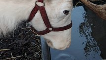 White Reindeer Drinking Water from a Trough and Looking Up, Ireland