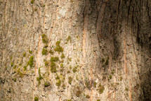 lichen on tree bark 