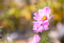Pink Cosmos flower on sunny day