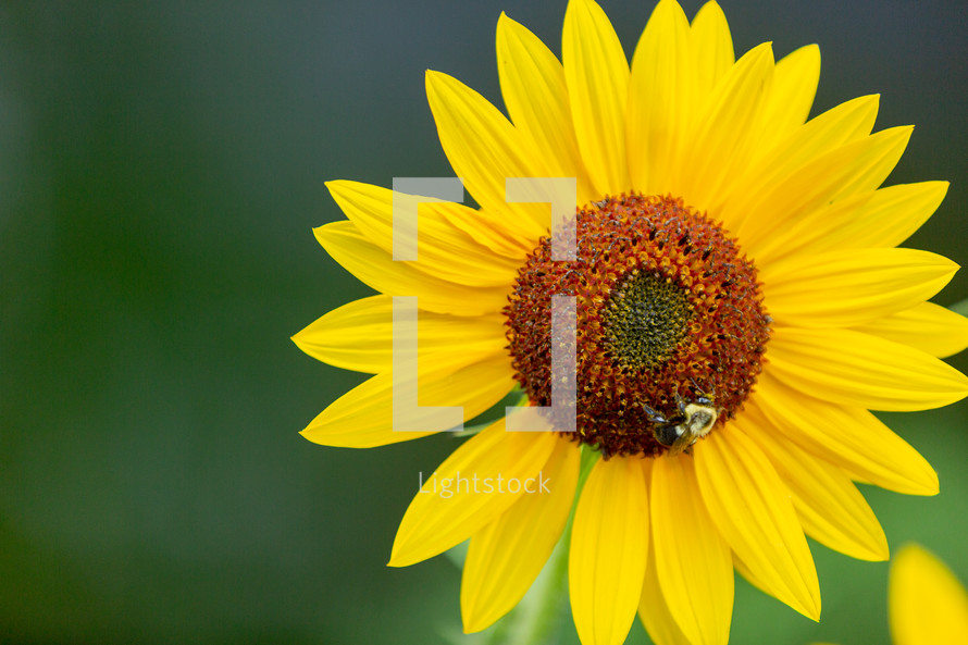 bee and sunflower 