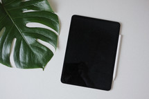 palm frond and tablet on white 