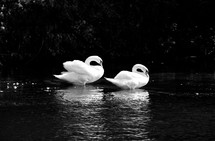 Two swans in a pond