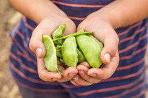 cupped hands holding pea pods 