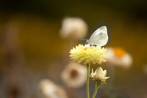 moth on a flower 