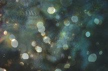 bokeh Christmas lights and evergreen background 