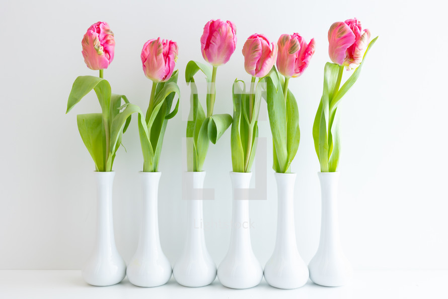 Row of single pink tulips in white vases on a white background with copy space