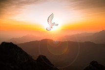 Dove flying in the sky at sunset
