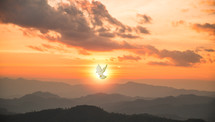 Dove flying in the sky at sunset
