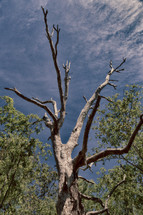 tree in the outback and blue sky 
