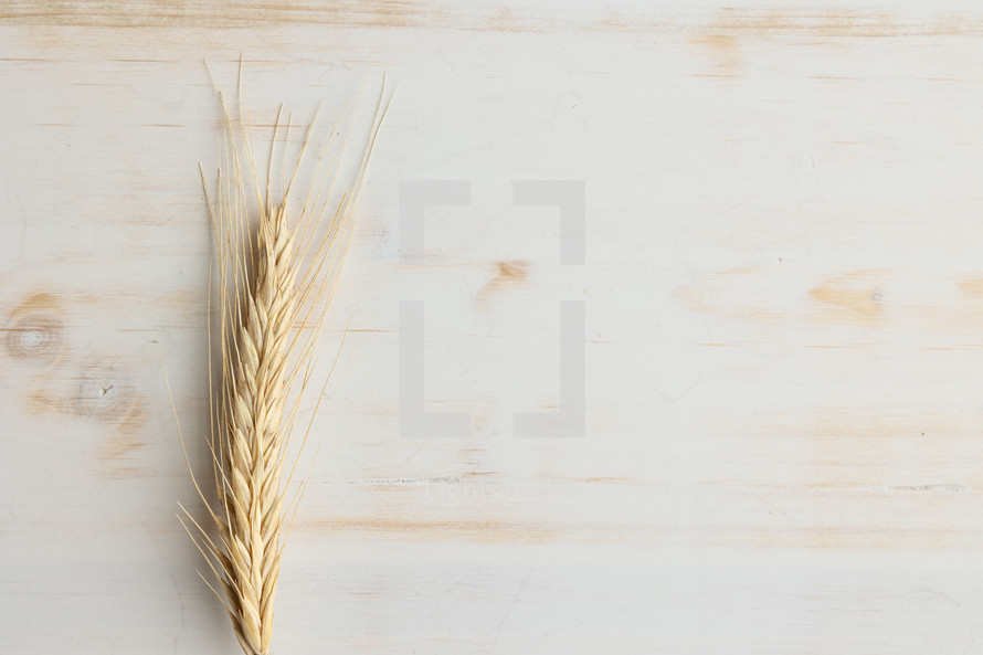 wheat grain on a wood background 