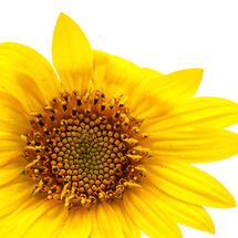 sunflower on white 