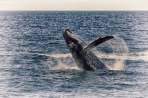 jumping whale 