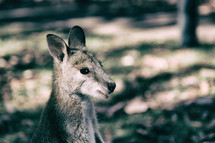 wallaby in the outback 