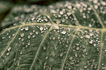 A leaf covered in raindrops.
