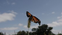 Butterfly with broken, crooked wings in summer nature on grass in slow motion.