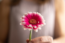 Woman holding one pink flower close up