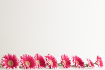 Border of pink gerbera daisy flowers on a white background