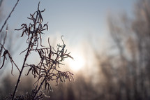 frosty branches in morning sunlight 