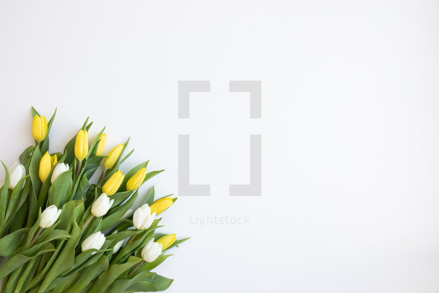 Large bouquet of yellow and white tulips on a white background