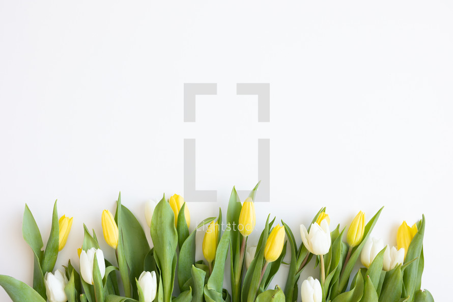 Border of fresh yellow and white tulips on a white background