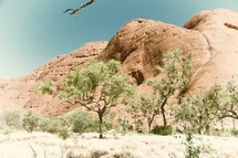 trees in the Australian outback 