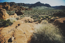 desert rock and plants 