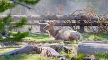 View of a young Elk bull resting in the woods of Yellowstone National Park Wyoming United States in slow motion