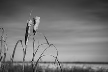 Cattail on the beach - black and white
