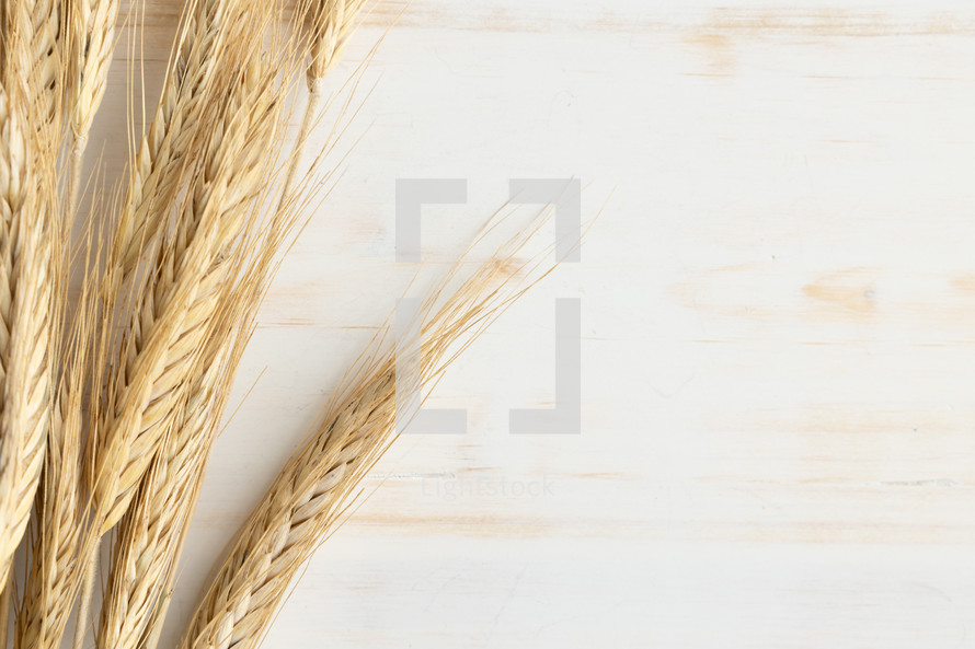 wheat on a white wood background 