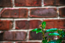 wet green leaves on a plant in the foreground and a red brick wall 