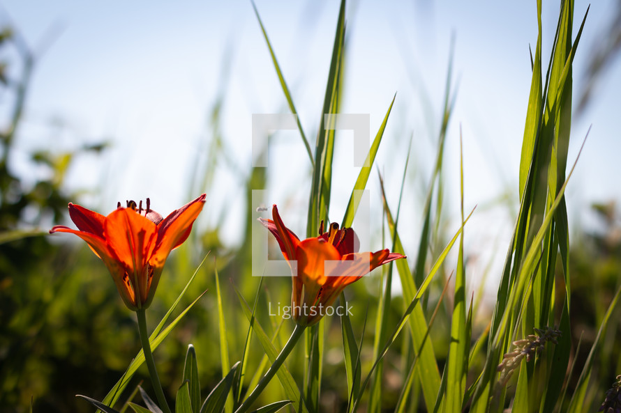 red orange tiger lilies 
