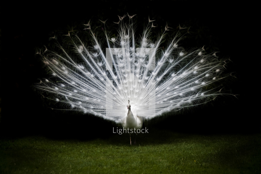 white peacock walking with feathers displayed