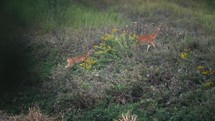 Whitetail Deer In The Grass