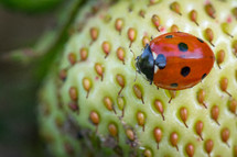 ladybug on a strawberry 