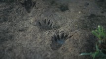 Raccoon Tracks In The Mud