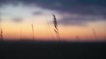 Grass Silhouetted In The Sunrise