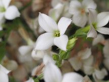 kalanchoe (scientific classification Saxifragales Crassulaceae) plant white flower extreme close up