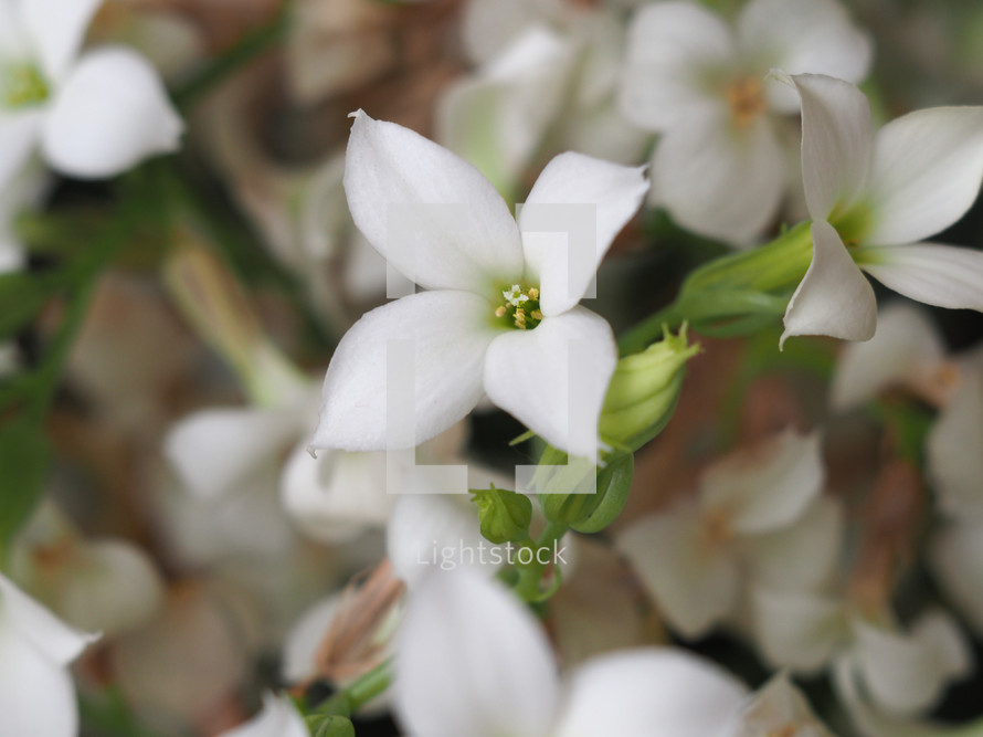 kalanchoe (scientific classification Saxifragales Crassulaceae) plant white flower extreme close up