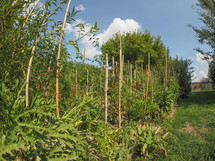Vegetable garden aka vegetable patch or vegetable plot with tomato plants seen with fisheye lens
