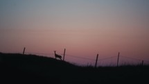 Deer Silhouetted In The Sunrise