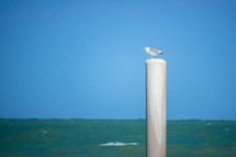 seagull on a post 