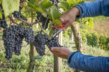 cutting grapes in a vineyard 