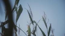 Corn Stalks In The Wind