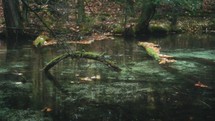 Mossy Stick In A River