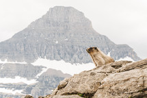 marmot and mountain peak 
