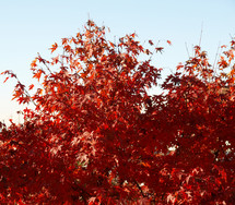 Canadian Red Maple leaves